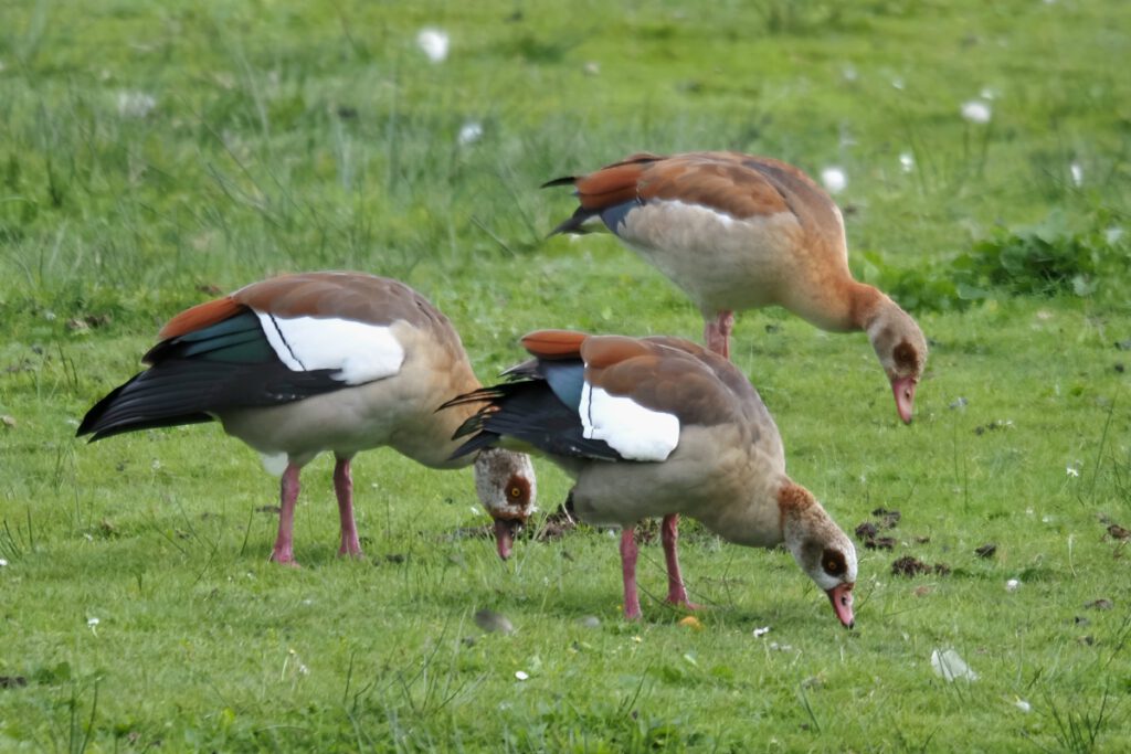 Nilgänse