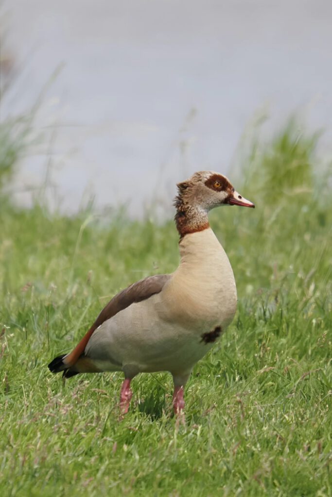 Nilgans