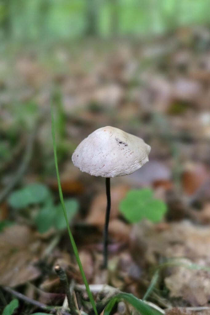 Pilz im Wald