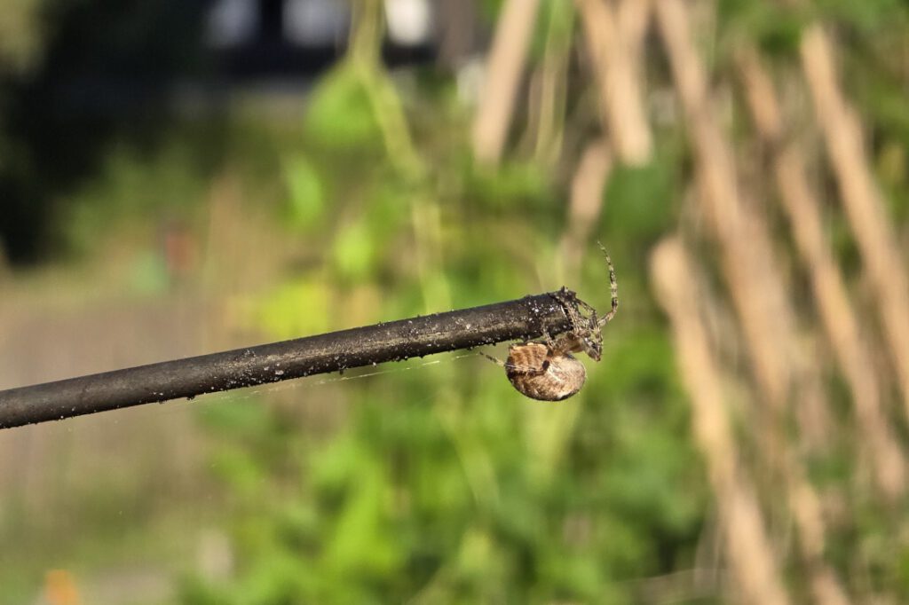 Spinne im Garten