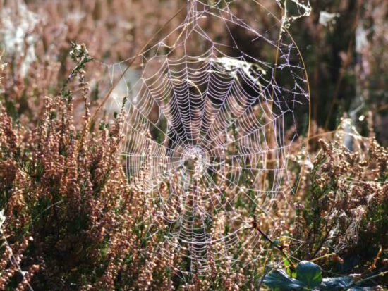 Streifzug #5: Herbst in Bewegung