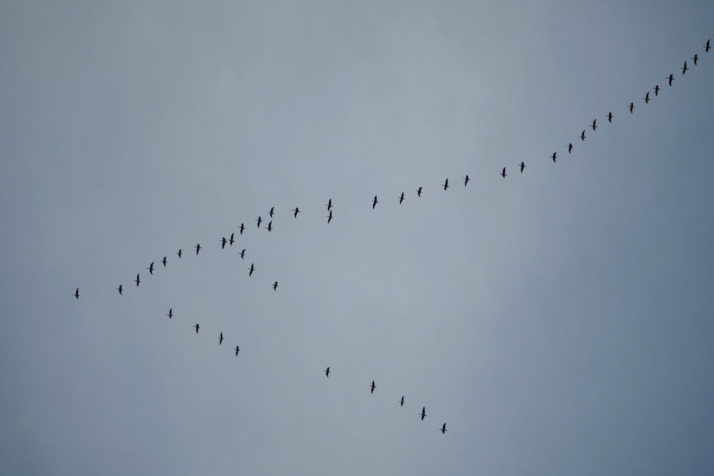 Vogelzug