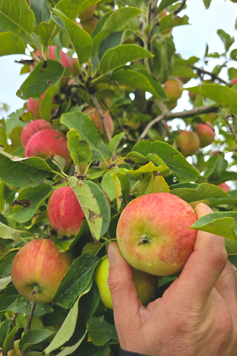 Äpfel zum Selbstpflücken