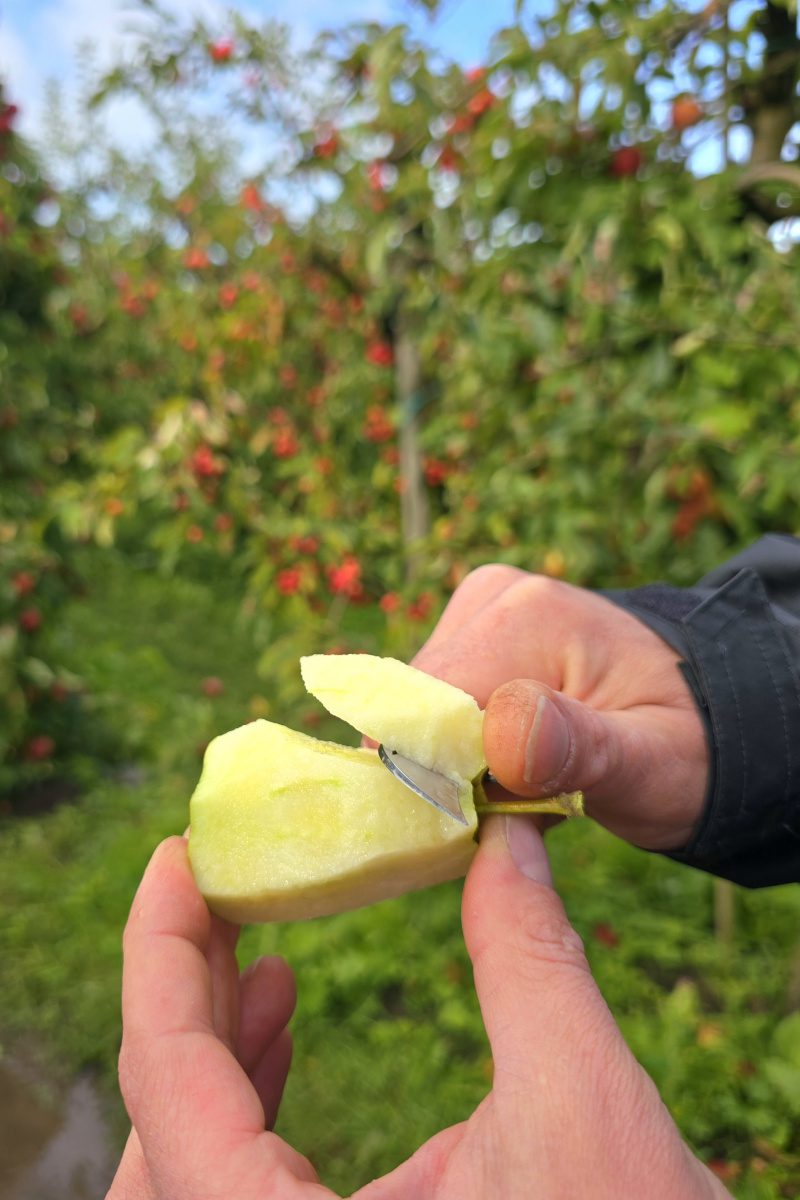 Apfelsorten probieren