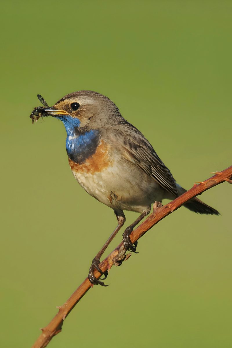 Blaukehlchen mit Beute