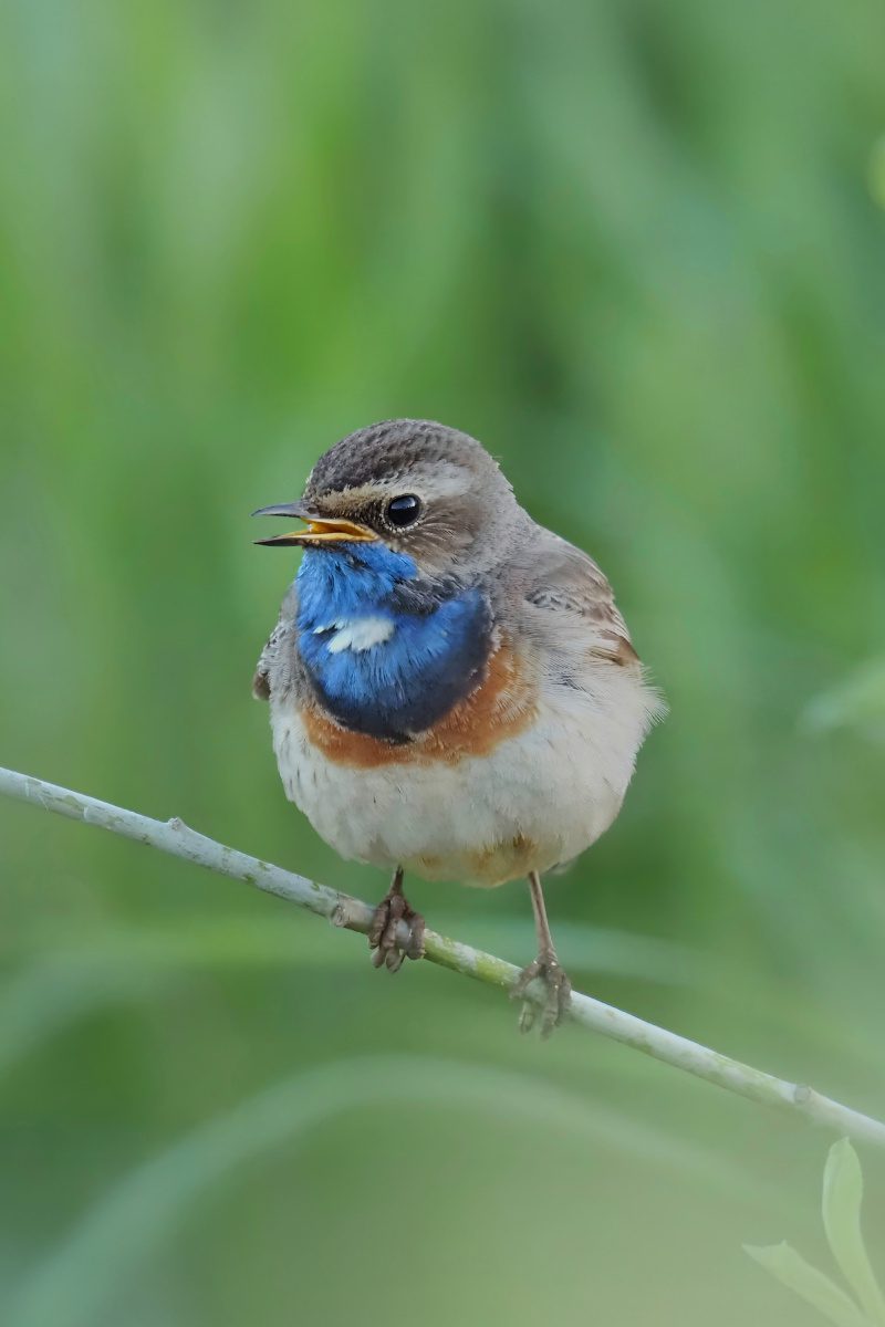Blaukehlchen auf Zweig