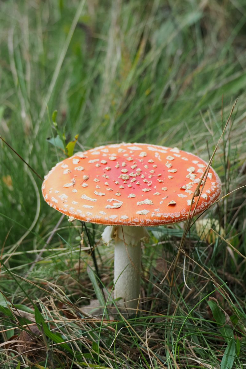 Fliegenpilz