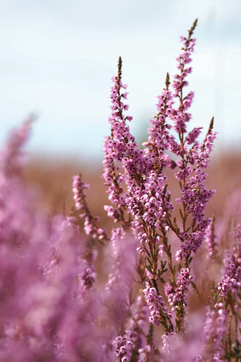Heideblüte