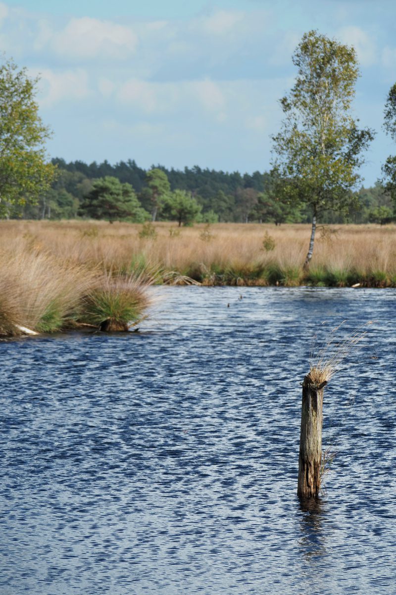 Pietzmoor