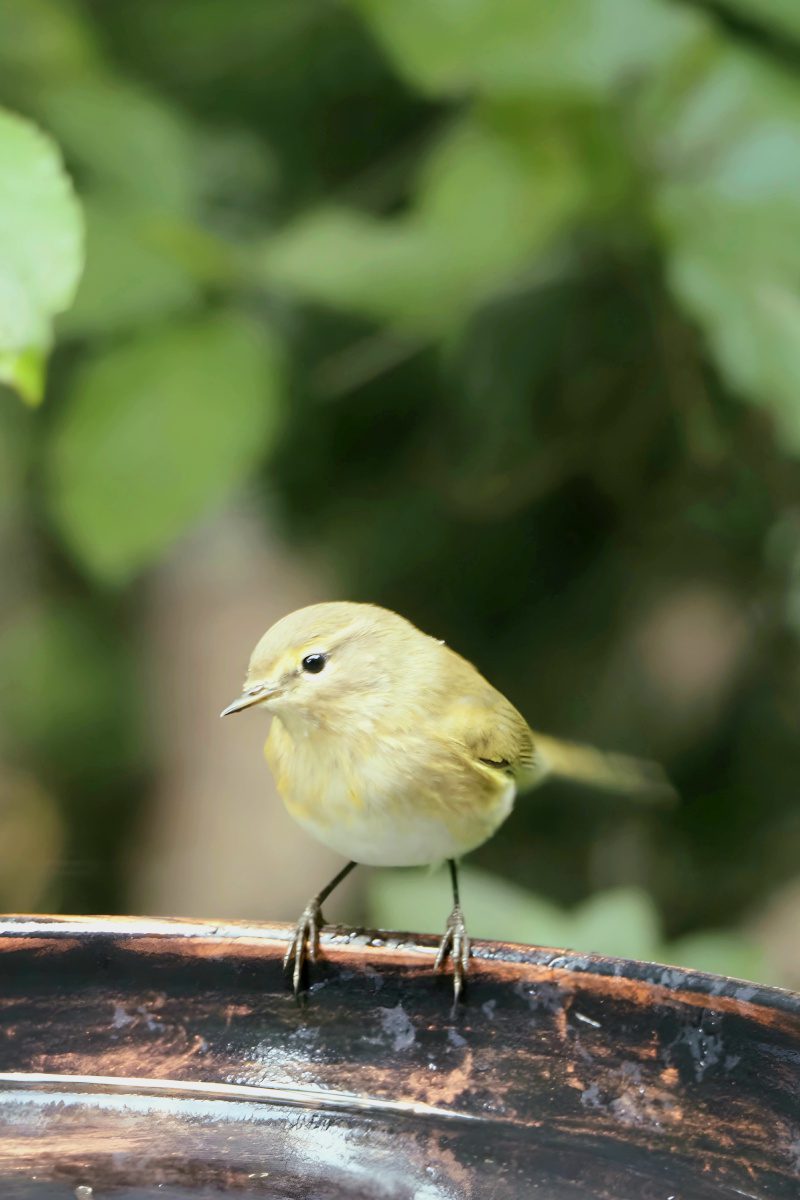 Zilpzalp an der Gartentränke