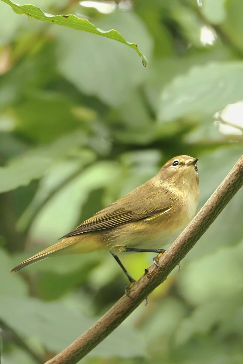 Zilpzalp im Garten